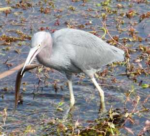 Everglades National Park: Anhinga Trail