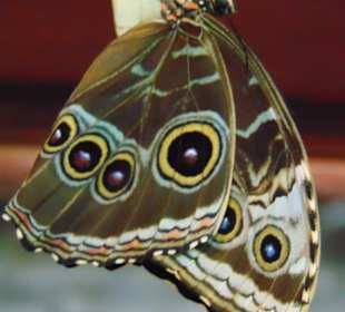 La Paz Waterfall Gardens