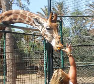 Fütterung der Giraffen