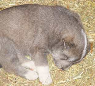 Husky-Baby
