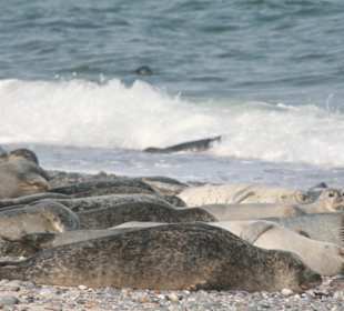 Kegelrobben auf der Düne