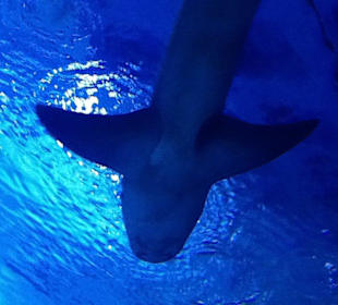 Ausflug Röhren Aquarium