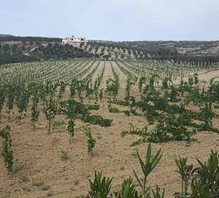 Führung Weinkellerei Boutari