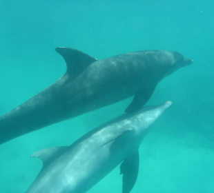 Schnorcheln mit Definen