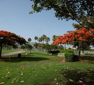 Die  Flamboyants stehen in voller Blüte