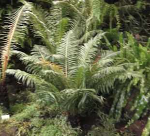 Palmfarnhaus -  Botanischer Garten