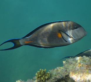 Fisch am Riff direkt am Hotelstrand