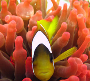 Schnorcheln Sharm el Sheikh/Na'ama Bay