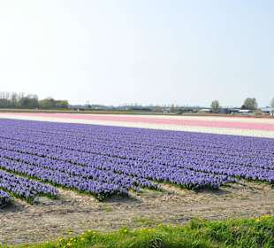 Поля цветов в Голандии