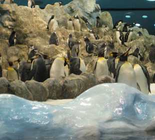Pinguine
