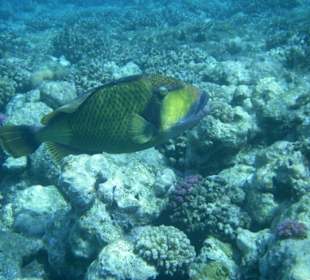 Riesendrücker am Hausriff Hotel Sol Y Mar Dar El Medina