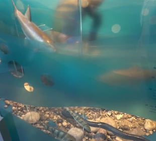 Museum für Naturkunde