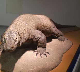 Zoologisches Forschungsmuseum Alexander Koenig