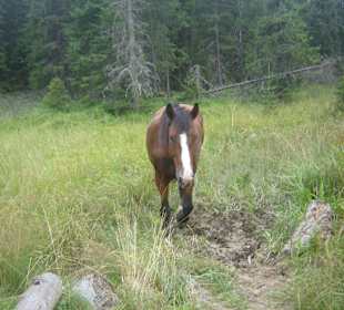 Parcul Natural Apuseni