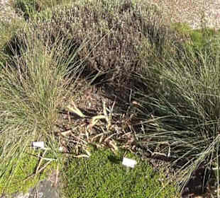 Irisgarten - Berggarten