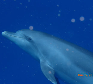 Delfinschwimmen Delfine & Meer