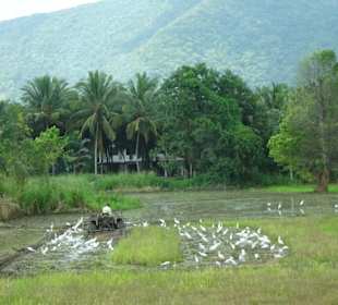 Elefantenreiten Sigiriya