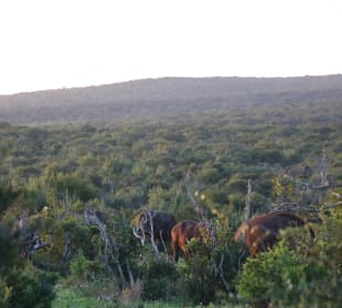 ...dicht bewachsen erschwert die Sicht!