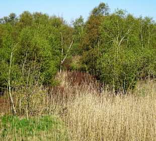Impressionen vom Schwimmenden Moor