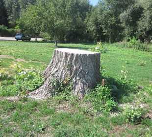 Am Rhein bei Germersheim