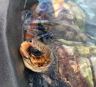Schildkröten Rettungsstation