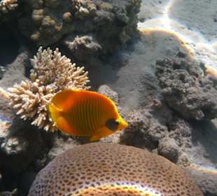 Unterwasseraufnahme - Falterfisch