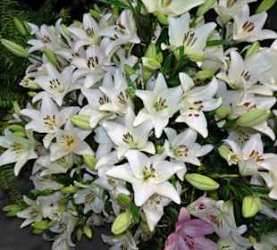 Impressionen vom Blumenfestival in Funchal