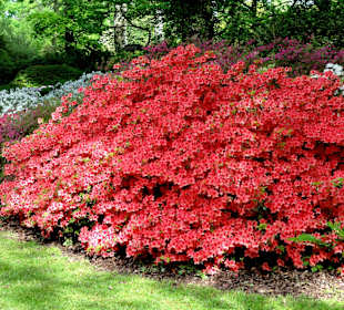 Spaziergang durch den Rhododendronpark im Mai
