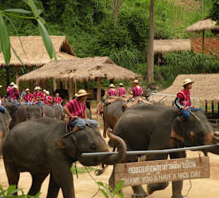 Maesa Elephant Camp
