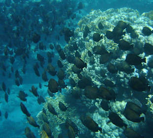 Schwarm Segelflossen Doktoren