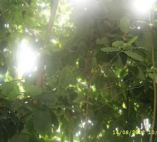 Palmiarnia w Poznaniu.