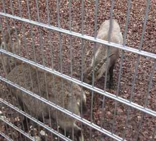 Wildpark Eichert