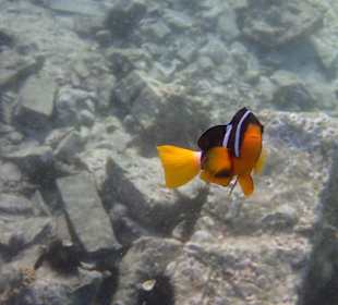 Unterwasserwelt Musandam