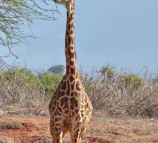 Giraffe