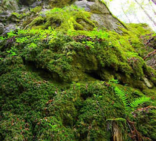 Wanderung zum Bärenfels