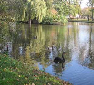 Schwanenweiher Kandel