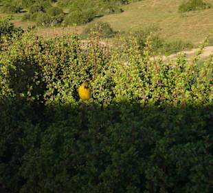 Kleine Snackpause beim Gamedrive