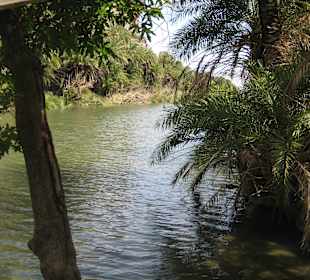 Palmenwald und Fluss