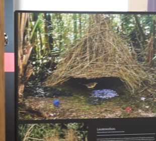 Museum für Ur- und Frühgeschichte