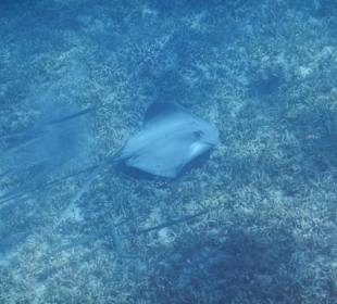 Rochen in Begleitung