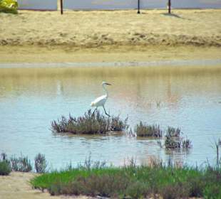 Strand von Bibione 06-2010