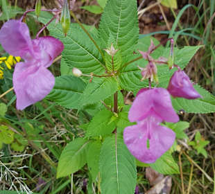 Wandern Schmallenberg