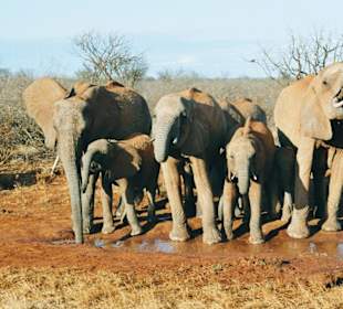 Elefanten an der Wasserstelle