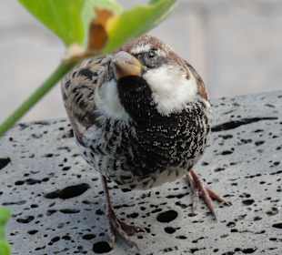 Glücklich für ein Stückchen Brot
