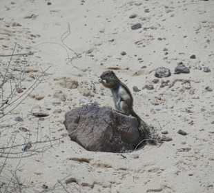 Кормление бурундуков