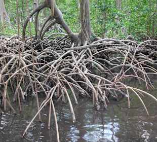 Rundreise - Mangrovenwald im Nationalpark