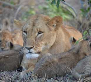 Löwenfamilie_Masai Mara
