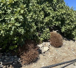 Obstplantage
