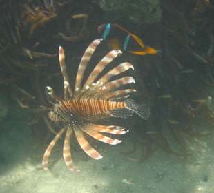 Hausriff Hotel Lahami Bay