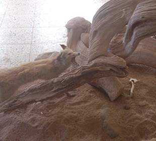 Fahrradausflug in die Wüste